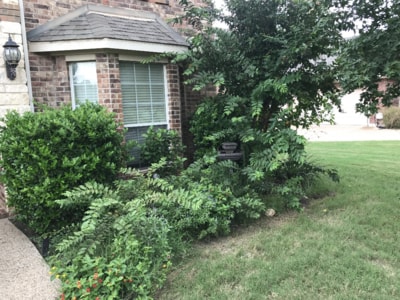 This Denton home had overgrown bushes and the trees were not looking very nice. We trimmed the bushes and shaped the shrubs