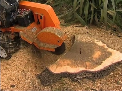 Grinding a stump down in Denton Tx using a stump grinder from Tree Service Denton