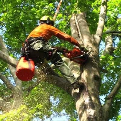 This is a picture one of our professional arborists removing branches from an Oak tree in Denton